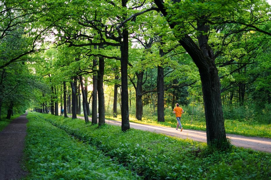 runner path trees